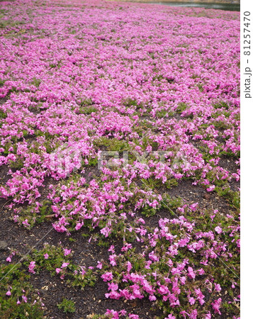 芝桜 芝桜 81257470