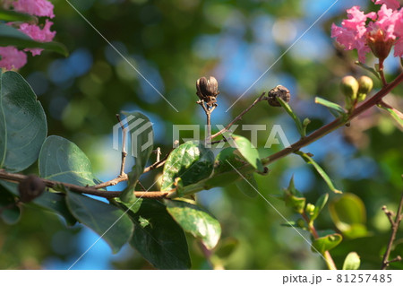 サルスベリの種 サルスベリの種 81257485