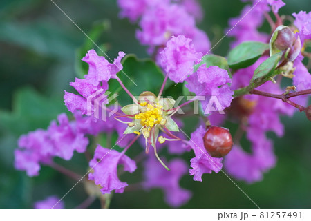 サルスベリの桃色花 サルスベリの桃色花 81257491