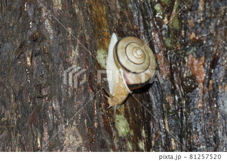 ミスジマイマイ ミスジマイマイ 81257520