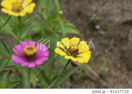 黄色いヒャクニチソウの花 黄色いヒャクニチソウの花 81257710