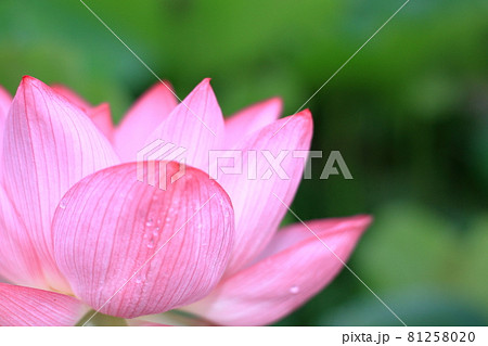 大輪の蓮の花のクローズアップ 大輪の蓮の花のクローズアップ 81258020