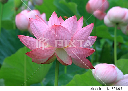大輪の蓮の花のクローズアップ 大輪の蓮の花のクローズアップ 81258034