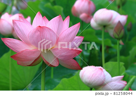 大輪の蓮の花のクローズアップ 81258044