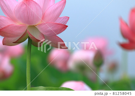 大輪の蓮の花のクローズアップ 81258045