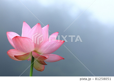 大輪の蓮の花のクローズアップ 大輪の蓮の花のクローズアップ 81258051