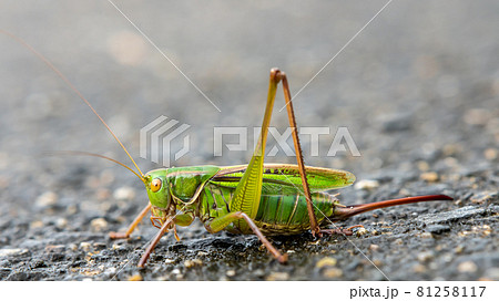 キリギリス（メス） 81258117