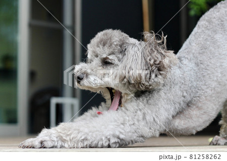 背伸びをするトイプードル 81258262