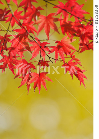 紅葉 81258369