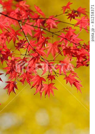 紅葉 81258371