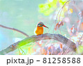 水辺で小魚を狙うカワセミ 81258588