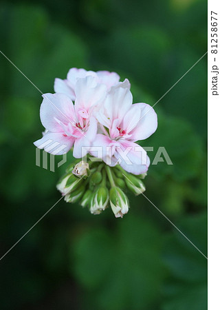 ゼラニウムのシロバナ【緑背景】 81258677