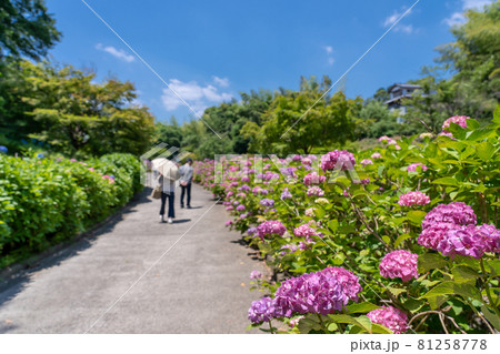 三重県亀山市 亀山公園しょうぶ園へ向かう道のアジサイ 三重県亀山市 亀山公園しょうぶ園へ向かう道のアジサイ 81258778
