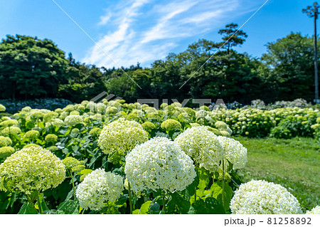三重県津市 かざはやの里の白い紫陽花 アナベルの咲く丘の写真素材 8125
