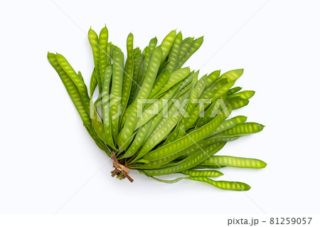 Young fruit of Leucaena leucocepphala on white background. Young fruit of Leucaena leucocepphala on white background. 81259057