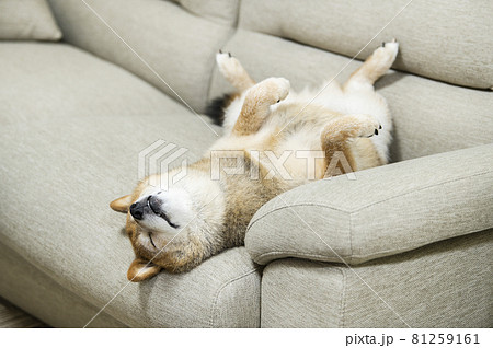 仰向けで寝る犬の写真素材