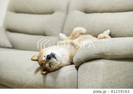 仰向けで寝る犬 仰向けで寝る犬 81259163