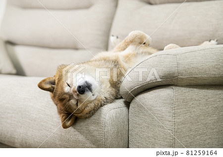 仰向けで寝る犬の写真素材