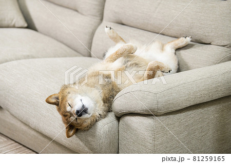 仰向けで寝る犬 81259165