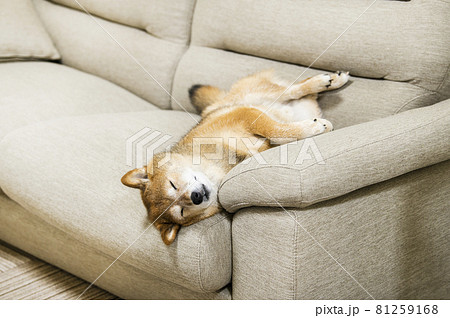 仰向けで寝る犬の写真素材