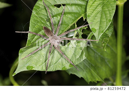 イオウイロハシリグモ イオウイロハシリグモ 81259472