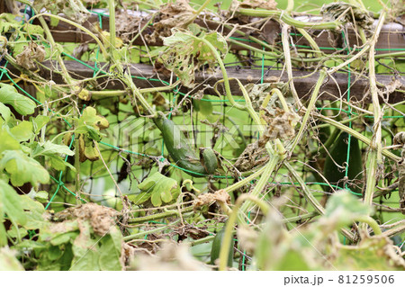 枯れた胡瓜 81259506