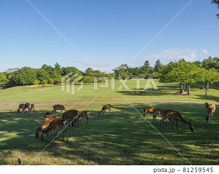 【奈良公園】日影で食事をする鹿の群れ 81259545