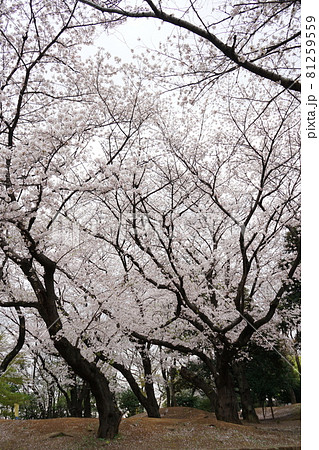 飛鳥山公園の桜 81259559