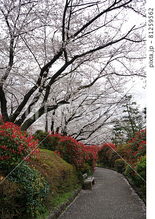 飛鳥山公園の桜 飛鳥山公園の桜 81259562