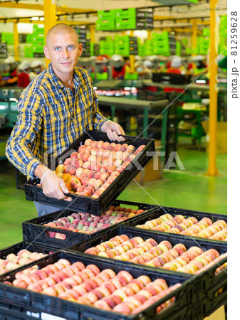 Confident loader carrying box with fresh peaches at sorting and packaging factory Confident loader carrying box with fresh peaches at sorting and packaging factory 81259628