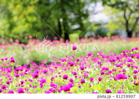 センニチコウの花 81259907