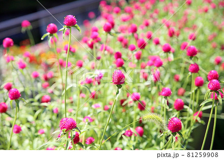 センニチコウの花 センニチコウの花 81259908