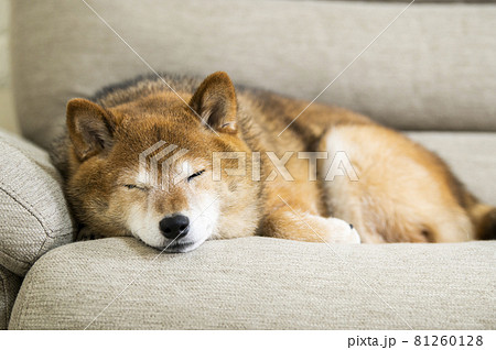 ソファーで寝る犬 81260128