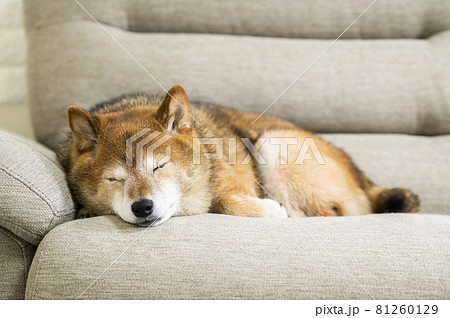 ソファーで寝る犬 81260129