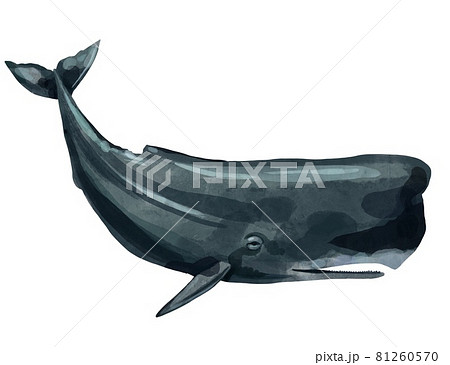 Sperm Whale Humpback Realistic Isolated On のイラスト素材