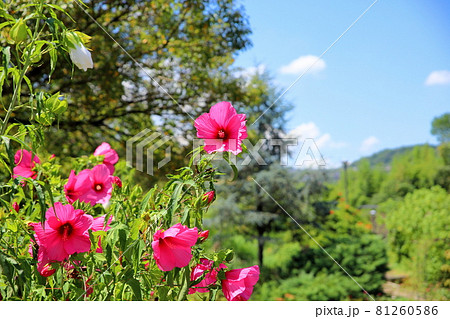 タイタンビカスの花 81260586