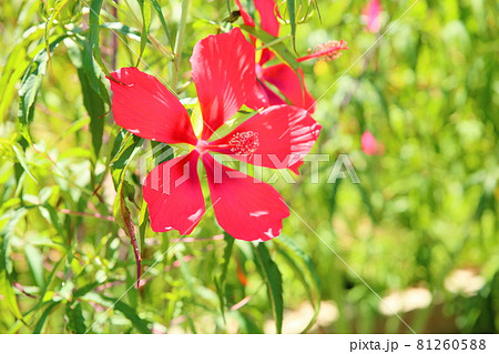 タイタンビカスの花 81260588