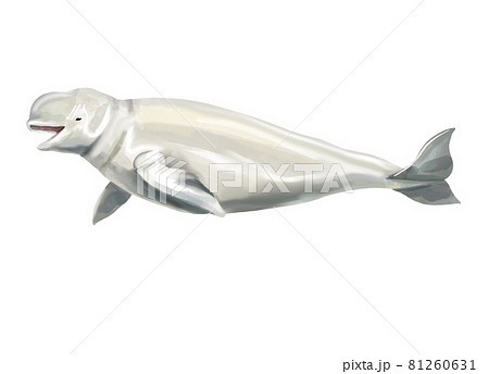 Watercolor beluga whale illustration isolated on white background. Hand-painted realistic underwater animal art. 81260631