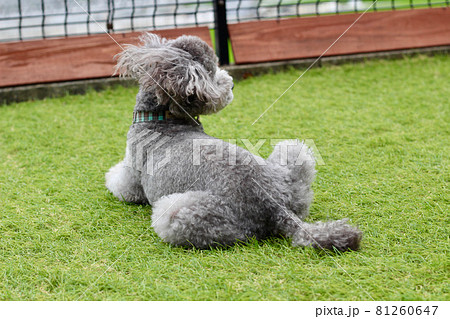 芝生の上に座るトイプードルの後ろ姿 81260647