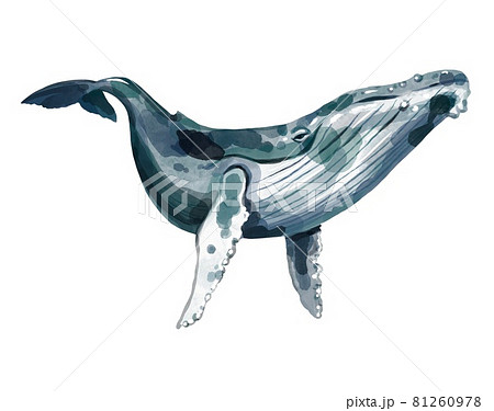 Watercolor Illustration Of A Blue Whale On A のイラスト素材