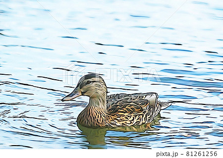 パステル調 ”水面に浮かぶ1羽のカルガモ” イラストイメージのイラスト