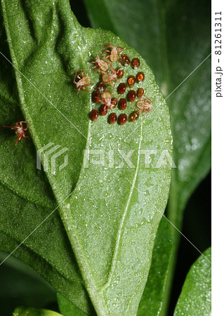 ピーマンやパプリカ、ナスなどの害虫、ホオズキカメムシの卵から孵ったばかりの幼虫 ピーマンやパプリカ、ナスなどの害虫、ホオズキカメムシの卵から孵ったばかりの幼虫 81261311