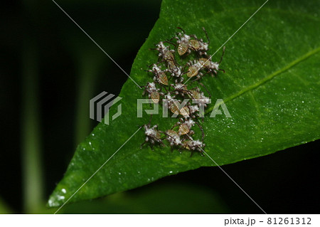 ピーマンやパプリカ ナスなどの害虫 ホオズキカメムシの卵から孵ったばかりの幼虫の写真素材