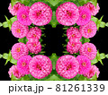 ピンクの油絵風ヒャクニチソウの花の図柄 81261339