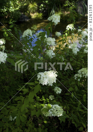 ノリウツギの白い花が咲いています。学名はHydrangea paniculataです。 ノリウツギの白い花が咲いています。学名はHydrangea paniculataです。 81261595