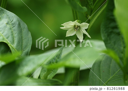 カラフルなピーマン パプリカの白い小さな花の写真素材