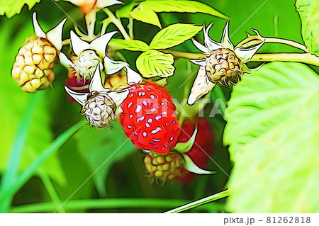 パステル調　”真っ赤に熟したキイチゴ”　イラストイメージ 81262818