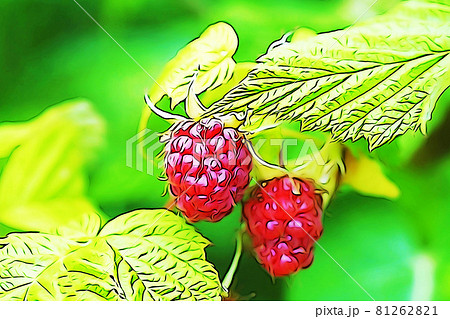 パステル調 ”真っ赤に熟したキイチゴ” イラストイメージ パステル調 ”真っ赤に熟したキイチゴ” イラストイメージ 81262821