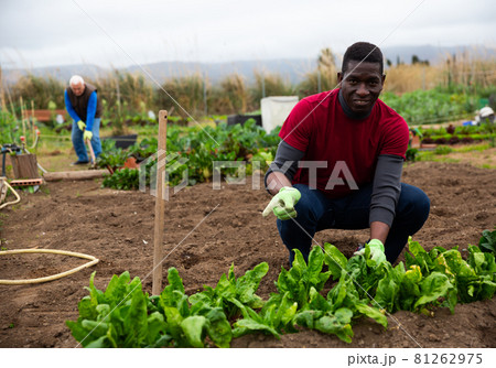 African man cultivating vegetables in kitchen garden African man cultivating vegetables in kitchen garden 81262975