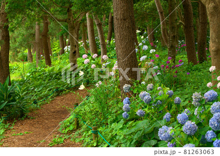 アジサイ 紫陽花 遊歩道 アジサイ 紫陽花 遊歩道 81263063